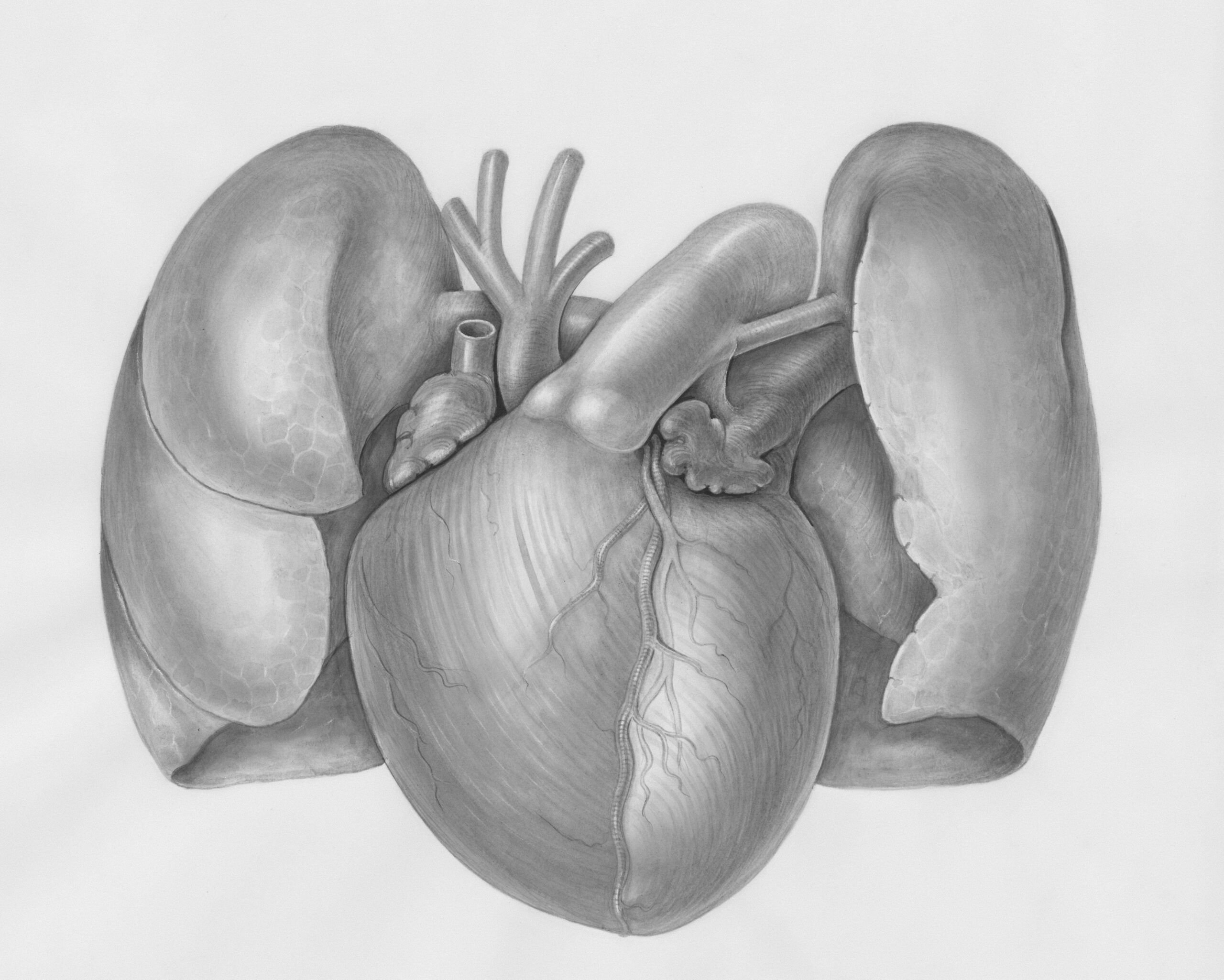 Diagram showing proper diaphragmatic breathing versus shallow chest breathing