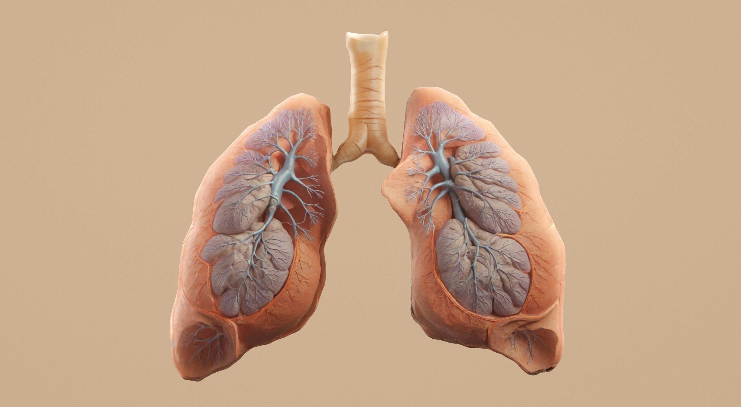 Diagram comparing shallow chest breathing to deep belly breathing